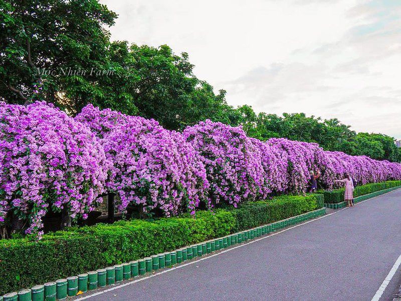 Hoa lan tỏi