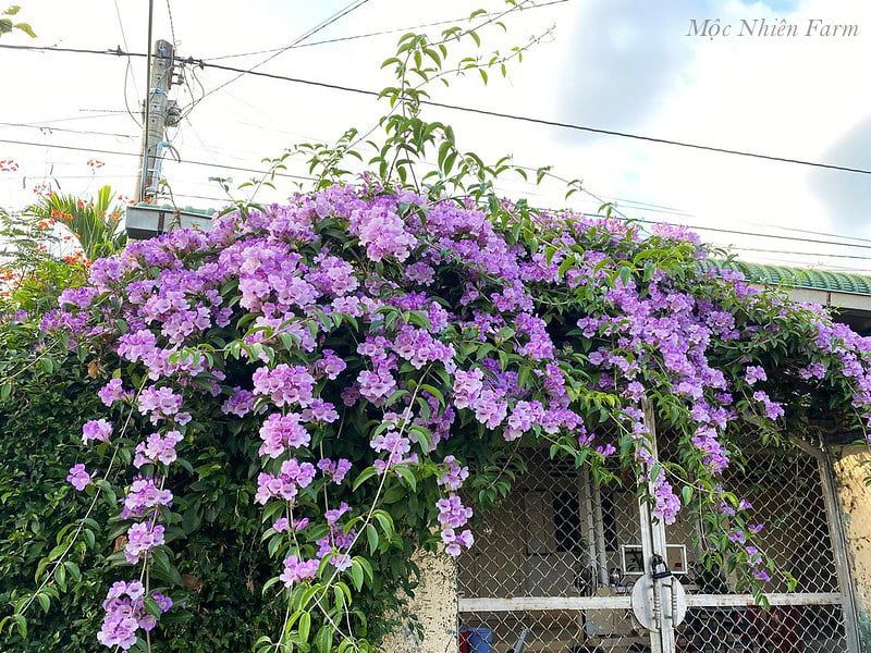 Hoa lan tỏi