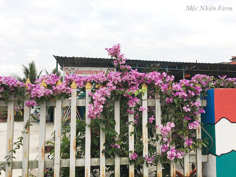 Hoa lan tỏi