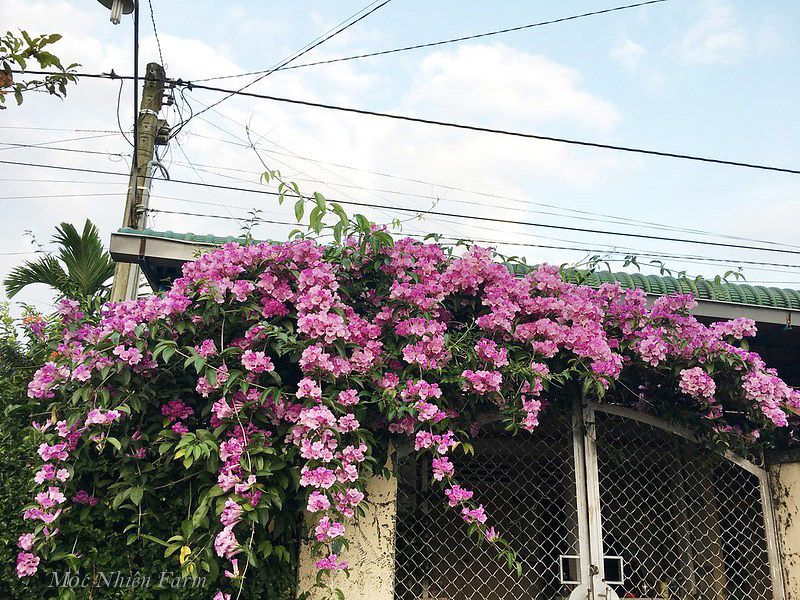 Hoa lan tỏi