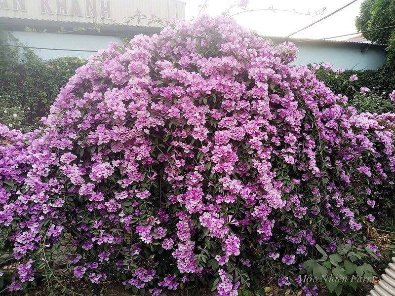 Hoa lan tỏi