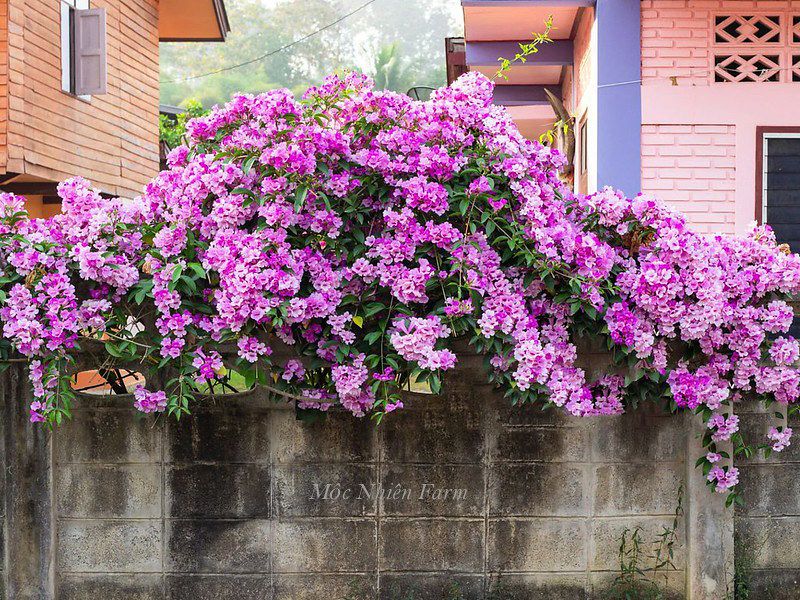 Hoa lan tỏi