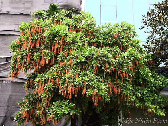 Hoa lộc vừng đỏ C1