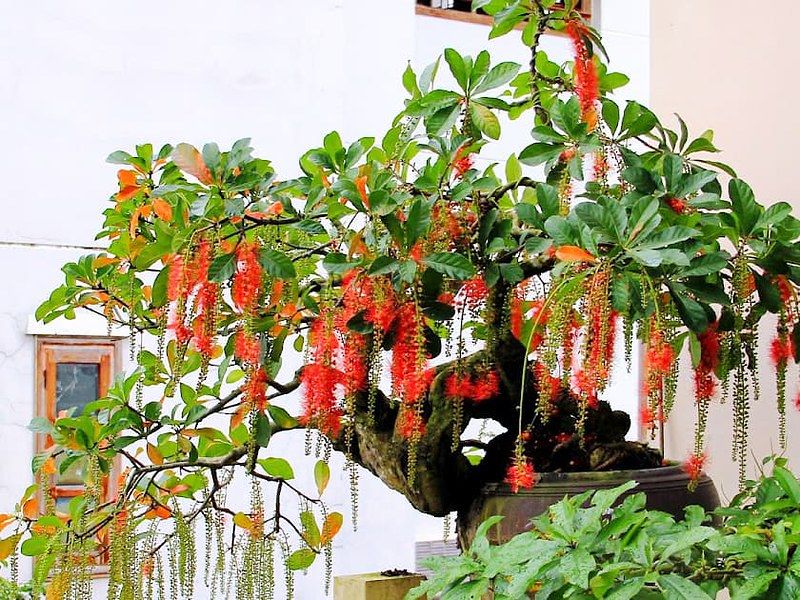 Hoa lộc vừng đỏ C1