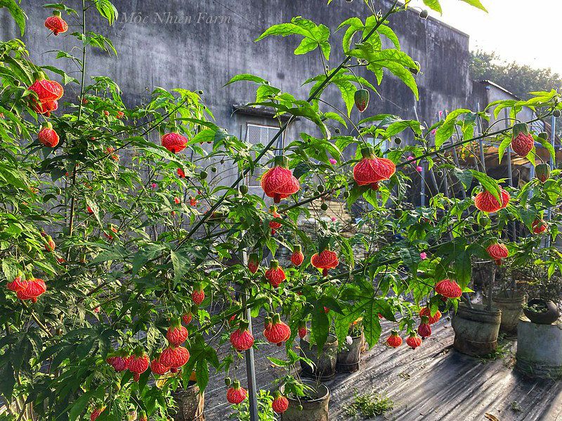 Hoa lồng đèn R2