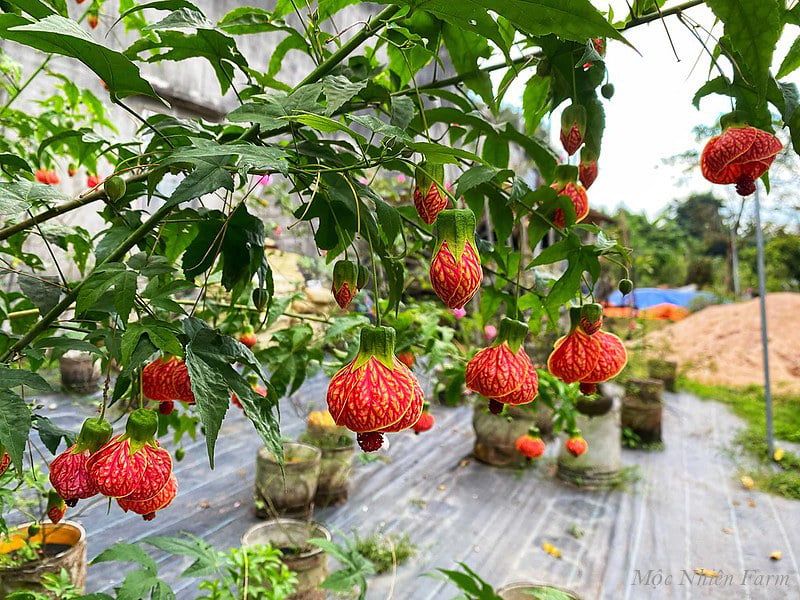 Hoa lồng đèn R2