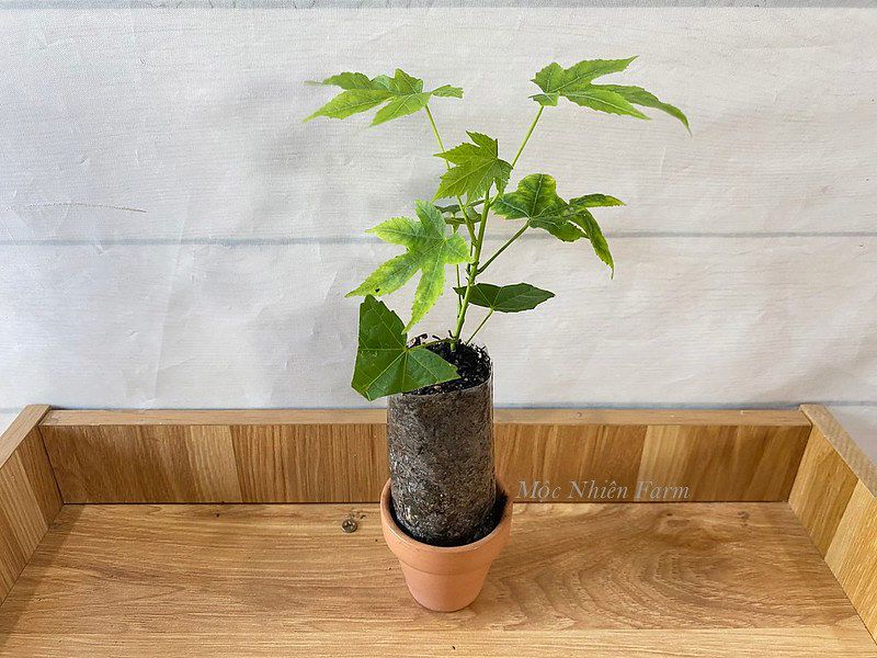 Hoa lồng đèn hồng V2