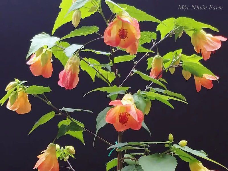 Hoa lồng đèn cam X2