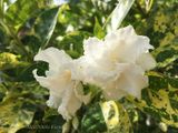  Hoa ngọc bút kép cẩm thạch A1 