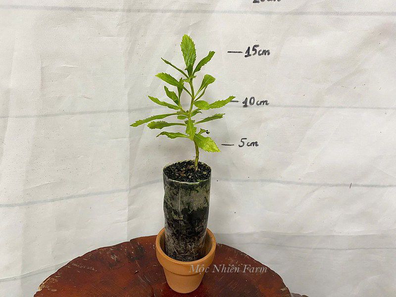 Hoa ngọc hân hồng B1
