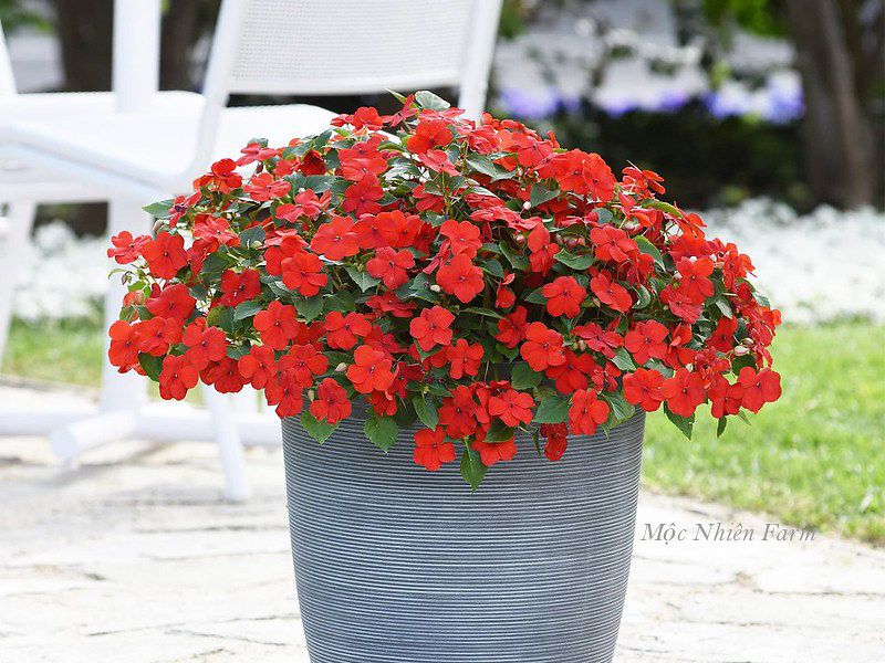 Hoa ngọc thảo đỏ đơn C1