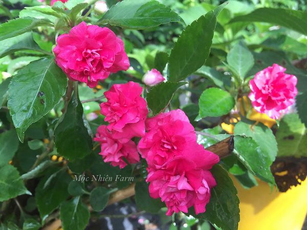  Hoa ngọc thảo hồng kép G1 
