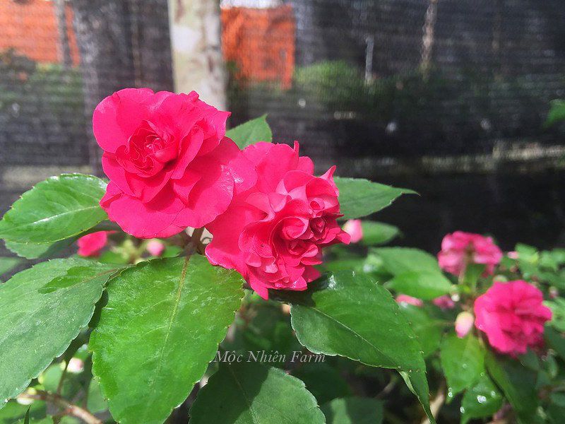 Hoa ngọc thảo hồng kép G1