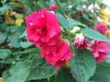  Hoa ngọc thảo hồng kép G1 