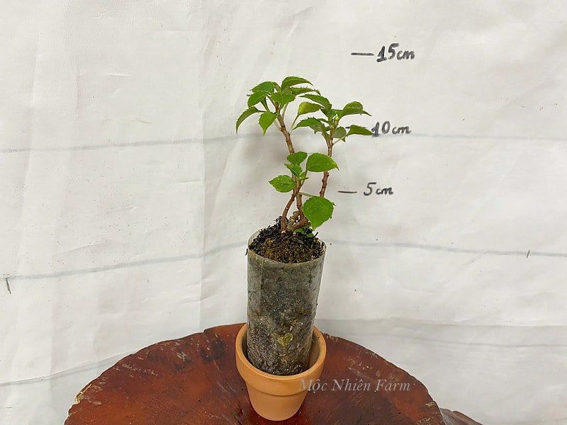 Hoa ngọc thảo hồng kép G1
