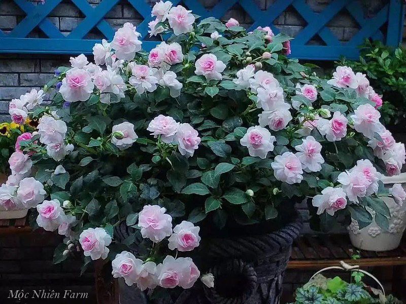 Hoa ngọc thảo hồng kép K1