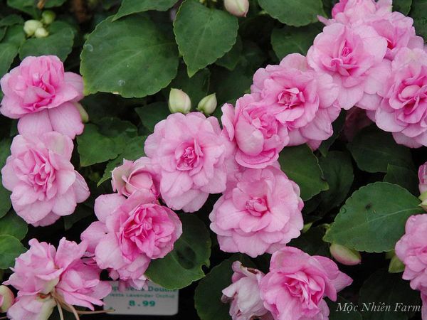  Hoa ngọc thảo hồng kép K1 