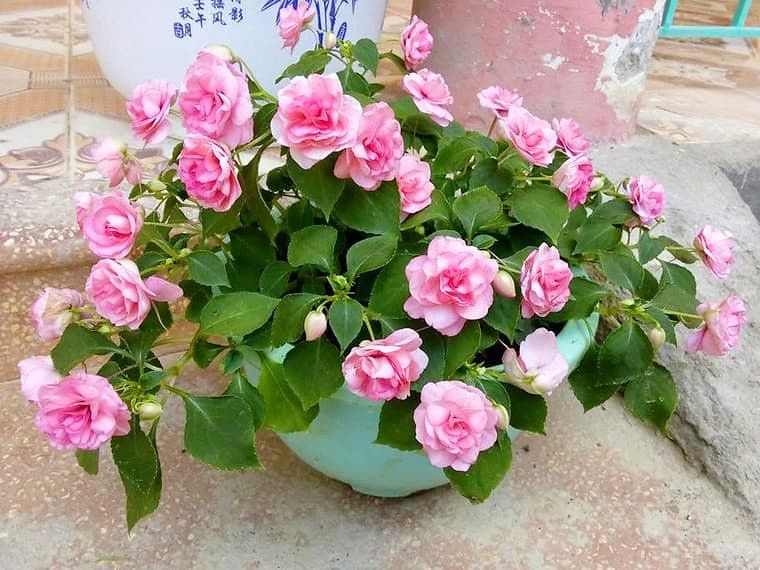 Hoa ngọc thảo hồng kép K1