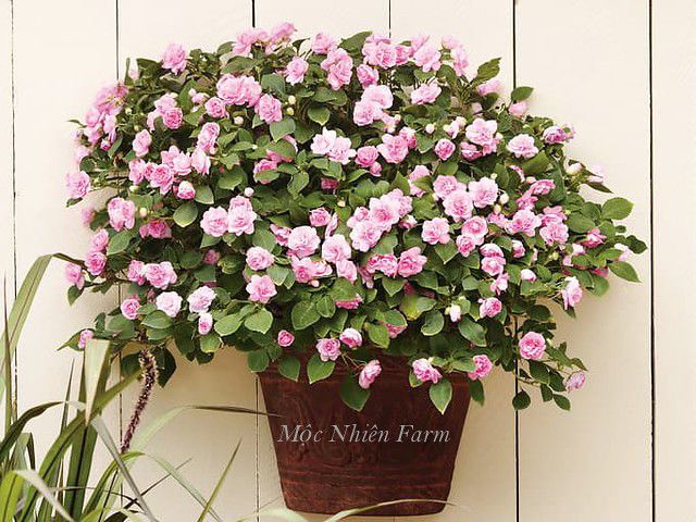 Hoa ngọc thảo hồng kép K1