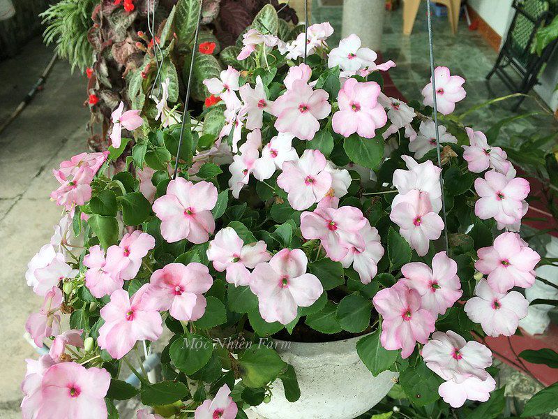 Hoa ngọc thảo hồng đơn D1