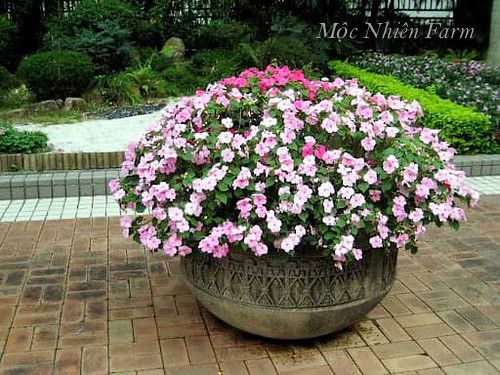 Hoa ngọc thảo hồng đơn D1