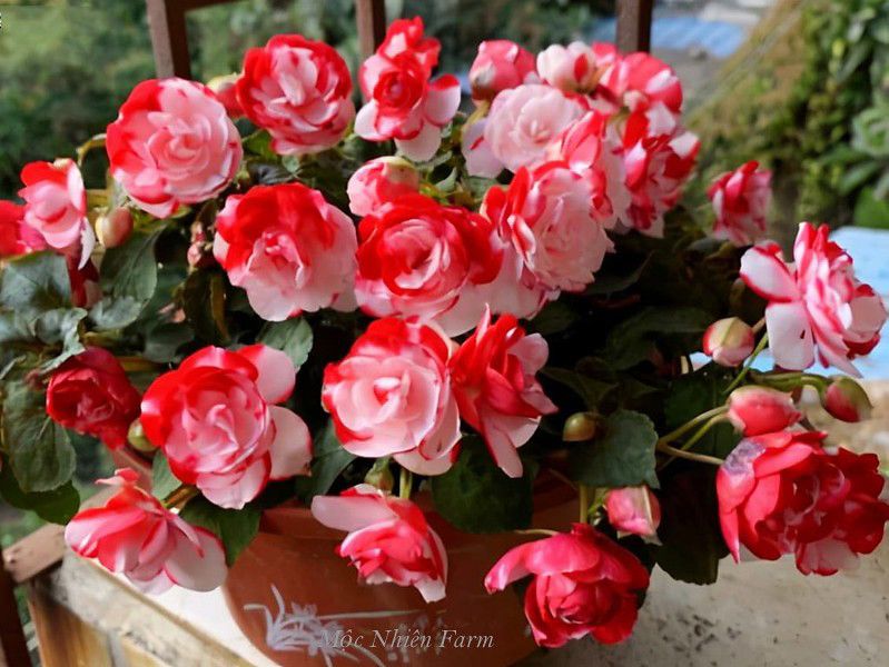 Hoa ngọc thảo đỏ kép M1