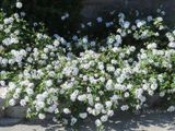  Hoa ngũ sắc trắng rủ A1 