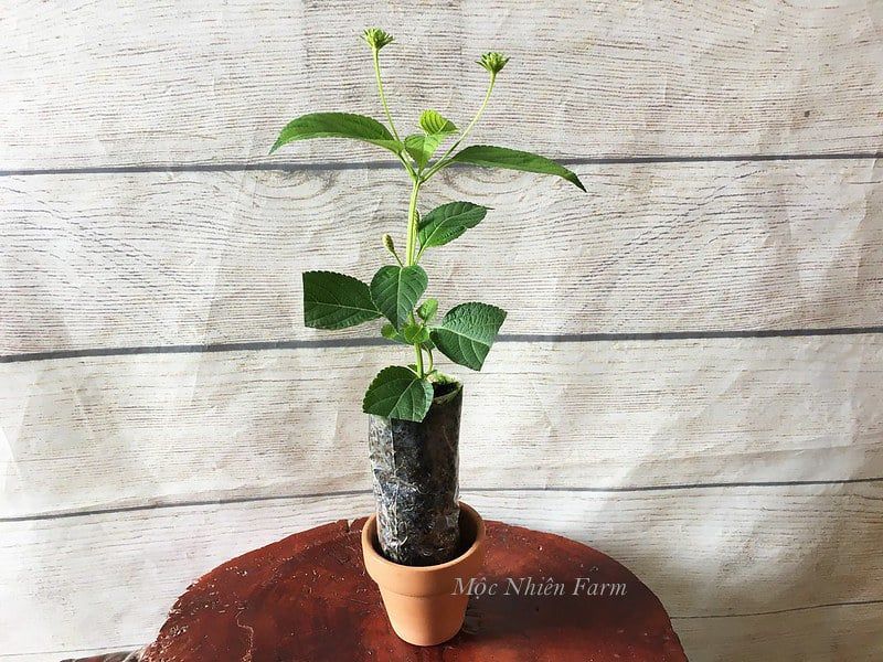 Hoa ngũ sắc cam đứng C1
