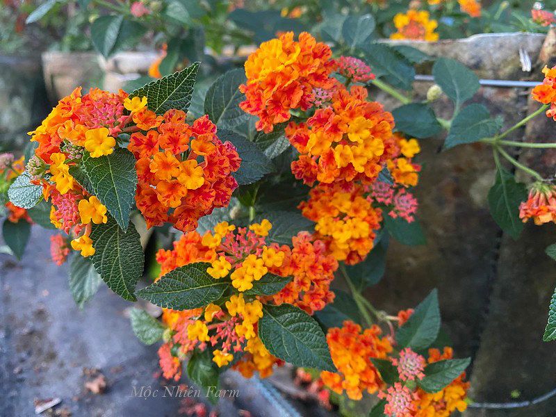 Hoa ngũ sắc đỏ rủ U1
