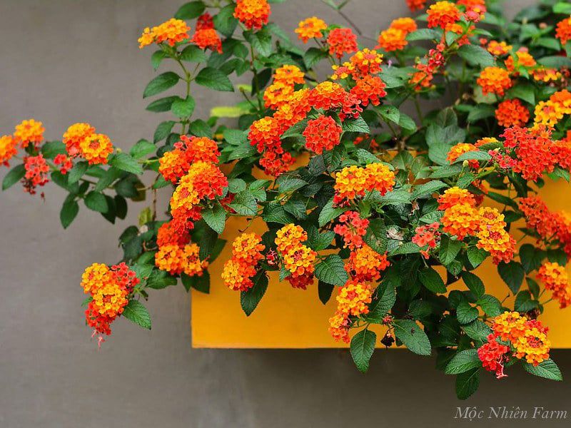 Hoa ngũ sắc đỏ rủ U1