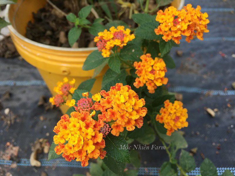Hoa ngũ sắc đỏ rủ U1