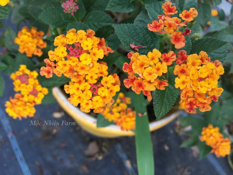Hoa ngũ sắc đỏ rủ U1