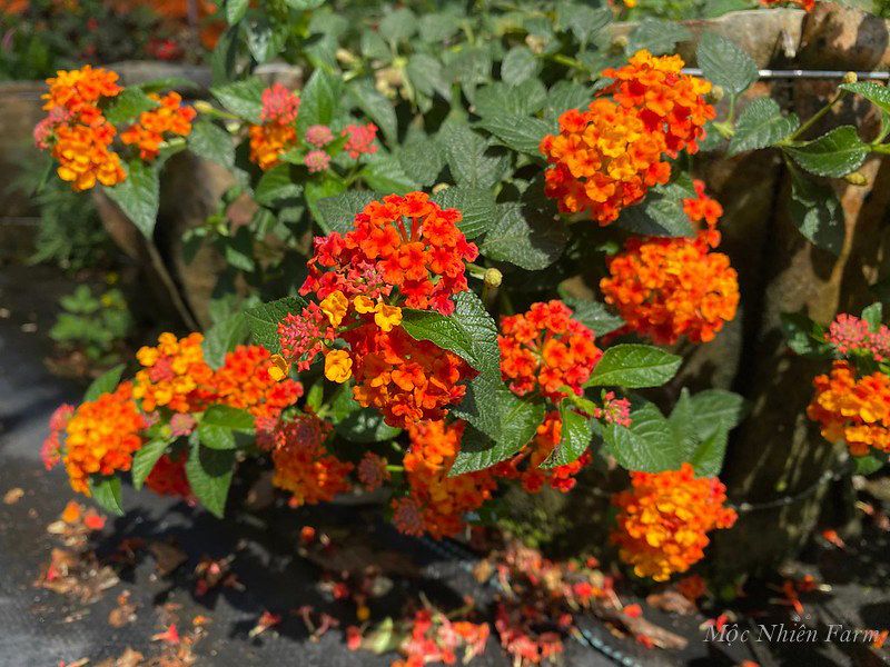 Hoa ngũ sắc đỏ rủ U1