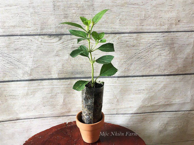 Hoa ngũ sắc đỏ đứng E1