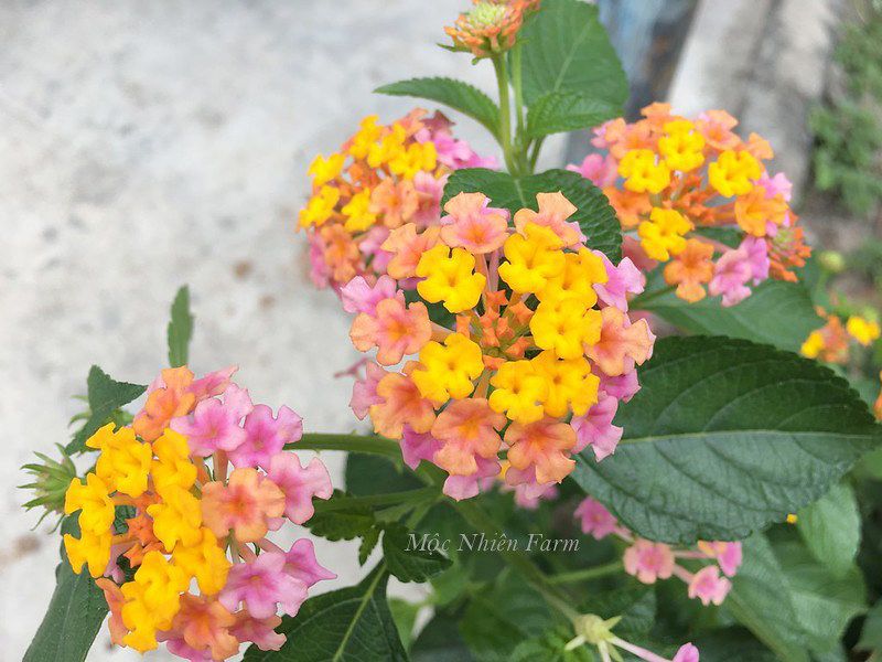 Hoa ngũ sắc hồng đứng V1