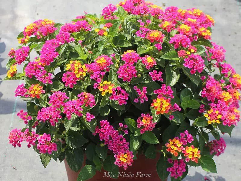 Hoa ngũ sắc hồng rủ H1