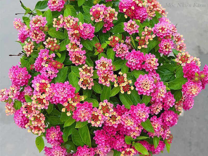 Hoa ngũ sắc hồng rủ H1