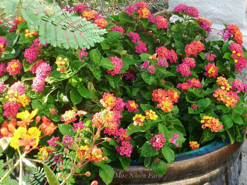 Hoa ngũ sắc hồng rủ H1