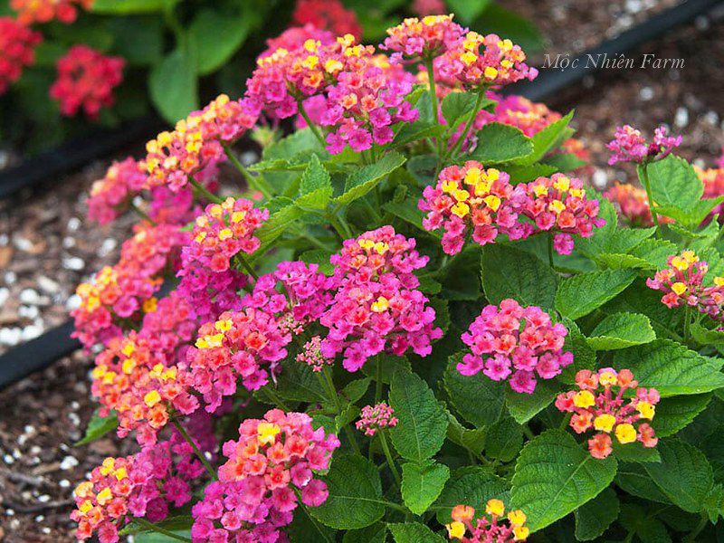 Hoa ngũ sắc hồng rủ H1
