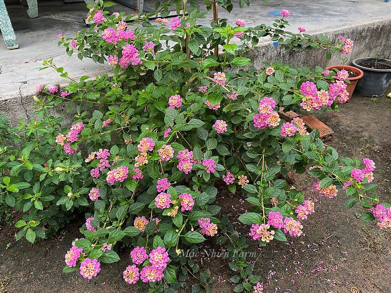 Hoa ngũ sắc hồng rủ L1