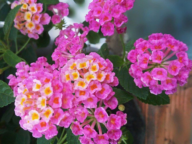 Hoa ngũ sắc hồng rủ L1
