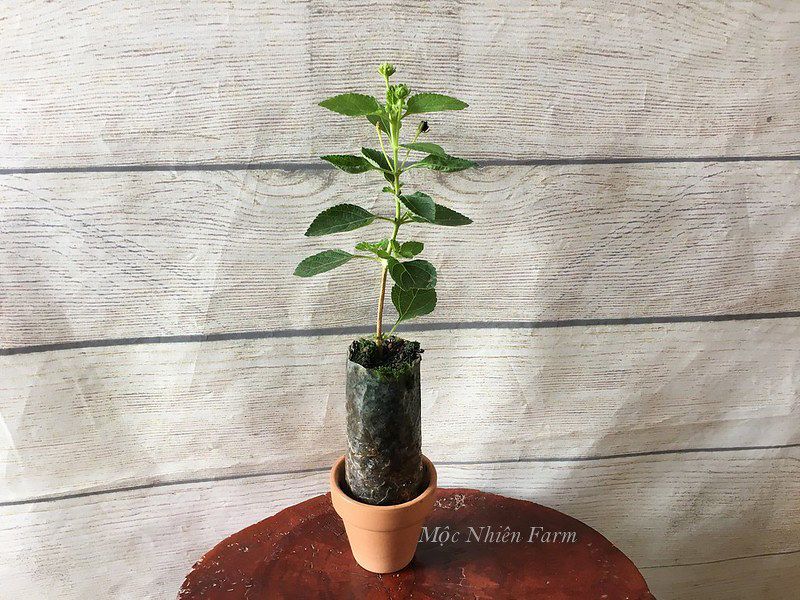 Hoa ngũ sắc hồng rủ L1