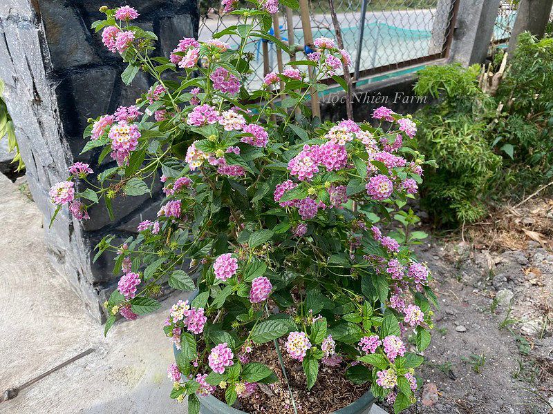 Hoa ngũ sắc hồng rủ M1