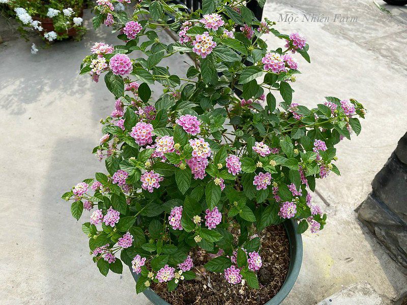 Hoa ngũ sắc hồng rủ M1