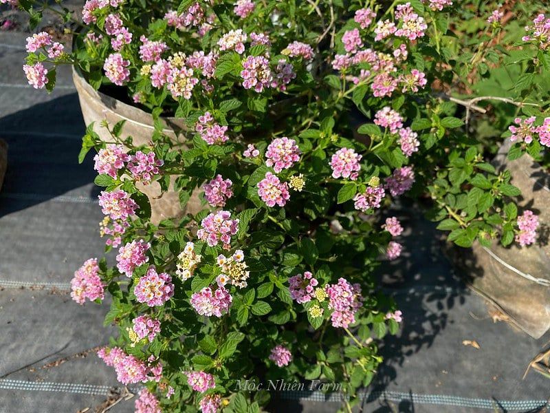 Hoa ngũ sắc hồng rủ M1