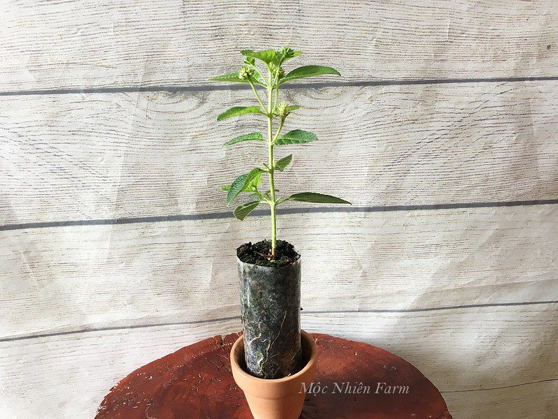 Hoa ngũ sắc trắng rủ N1