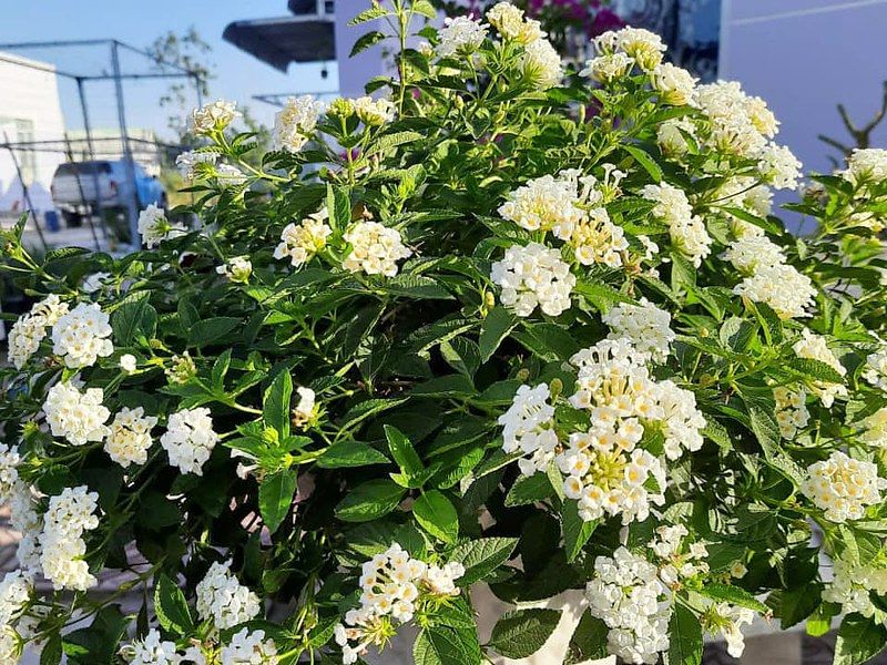 Hoa ngũ sắc trắng rủ N1