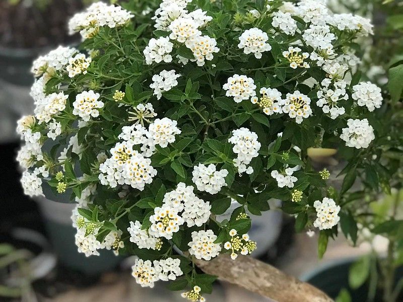 Hoa ngũ sắc trắng rủ N1