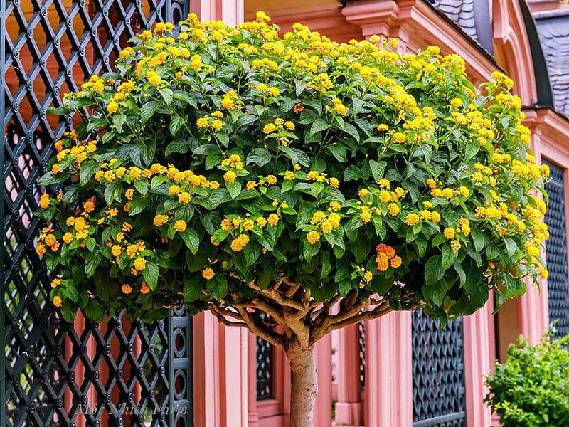 Hoa ngũ sắc vàng đứng Q1