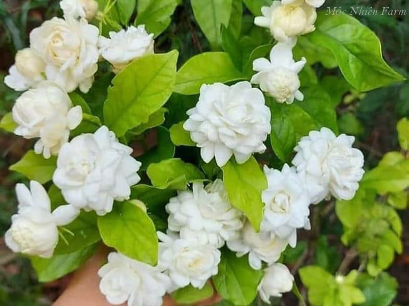 Hoa nhài cổ kép (lài cổ) G1